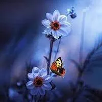 profile beautiful whatsapp dp